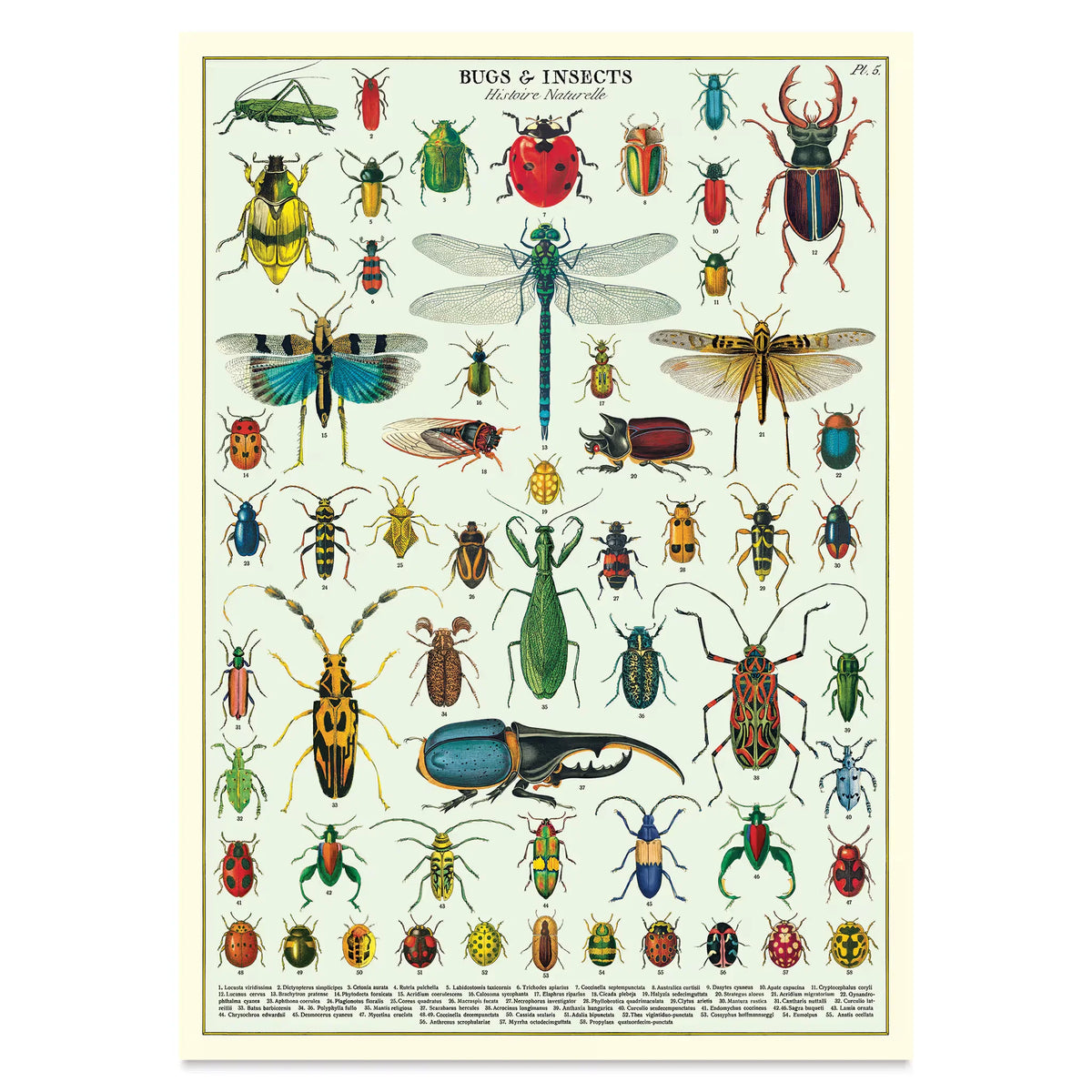 Cavallini Vintage Bugs & Insects Printed Paper