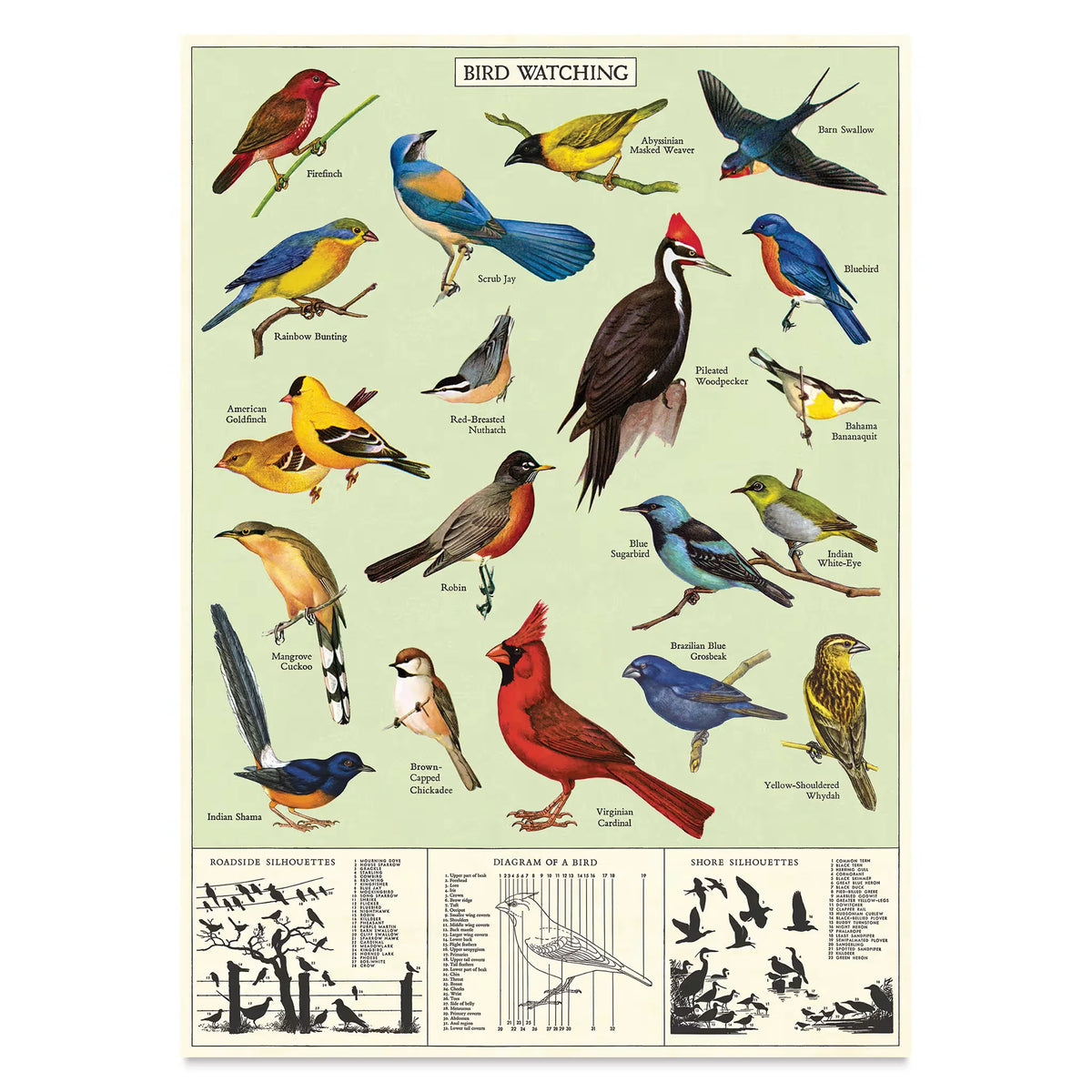 Cavallini Vintage Birdwatching Gift Wrap
