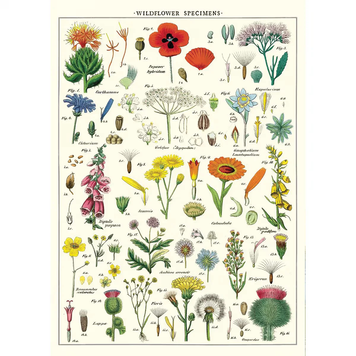 Cavallini Wildflowers Printed Paper