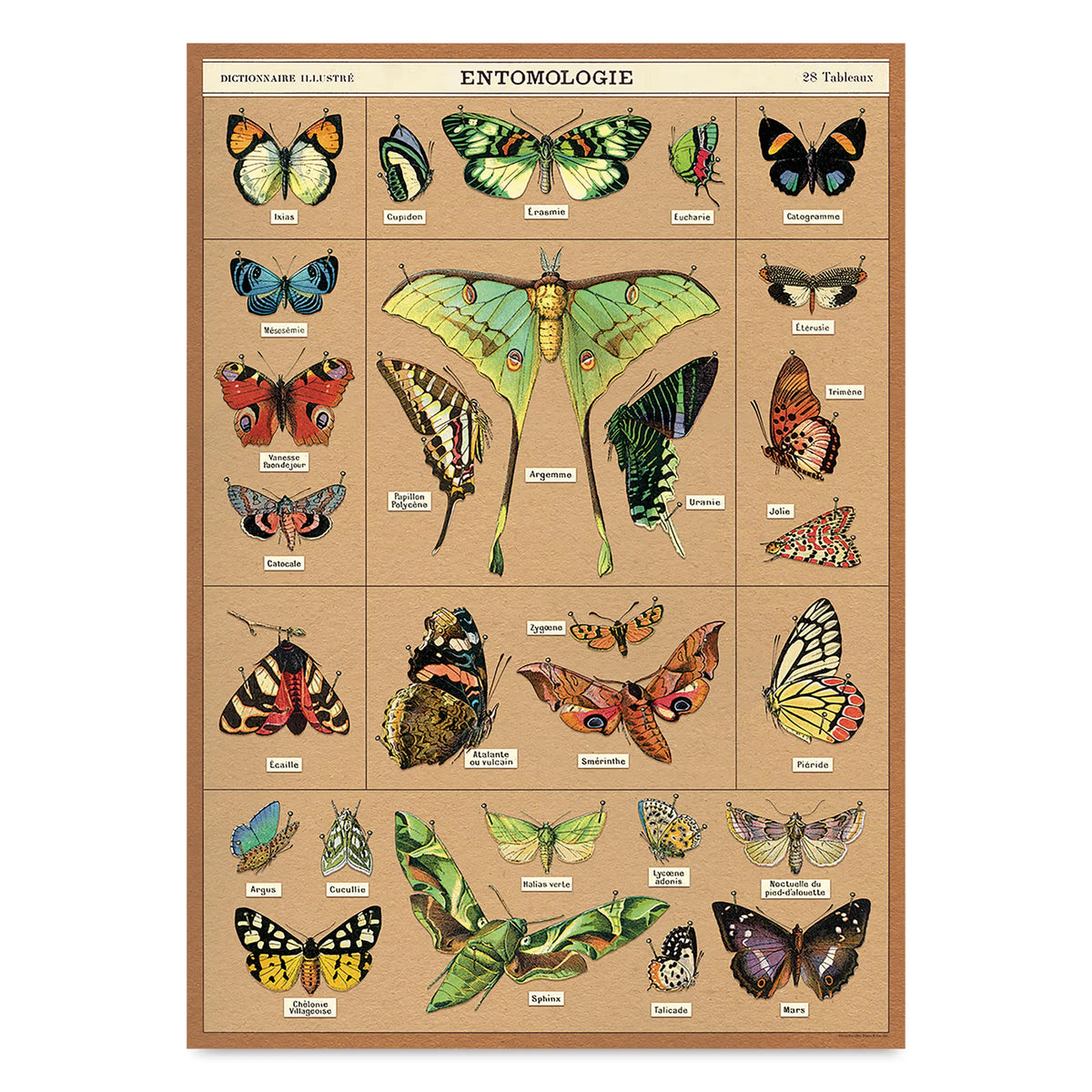 Cavallini Entomology Gift Wrap  20 x 28