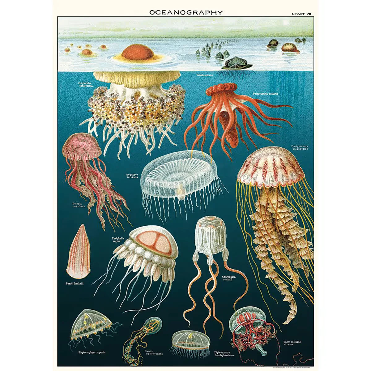 Cavallini Jellyfish Gift Wrap