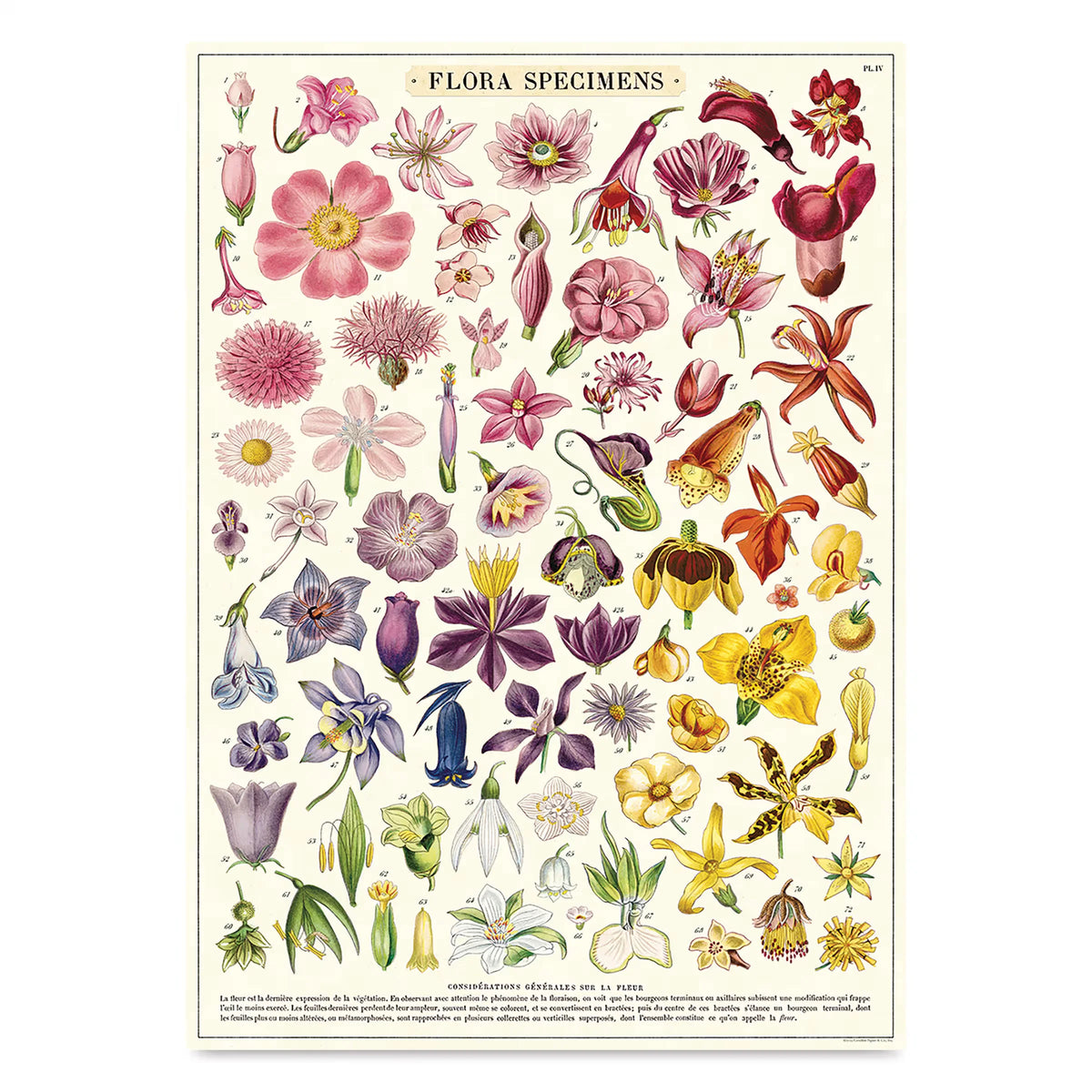 Cavallini Flora Specimens Gift Wrap